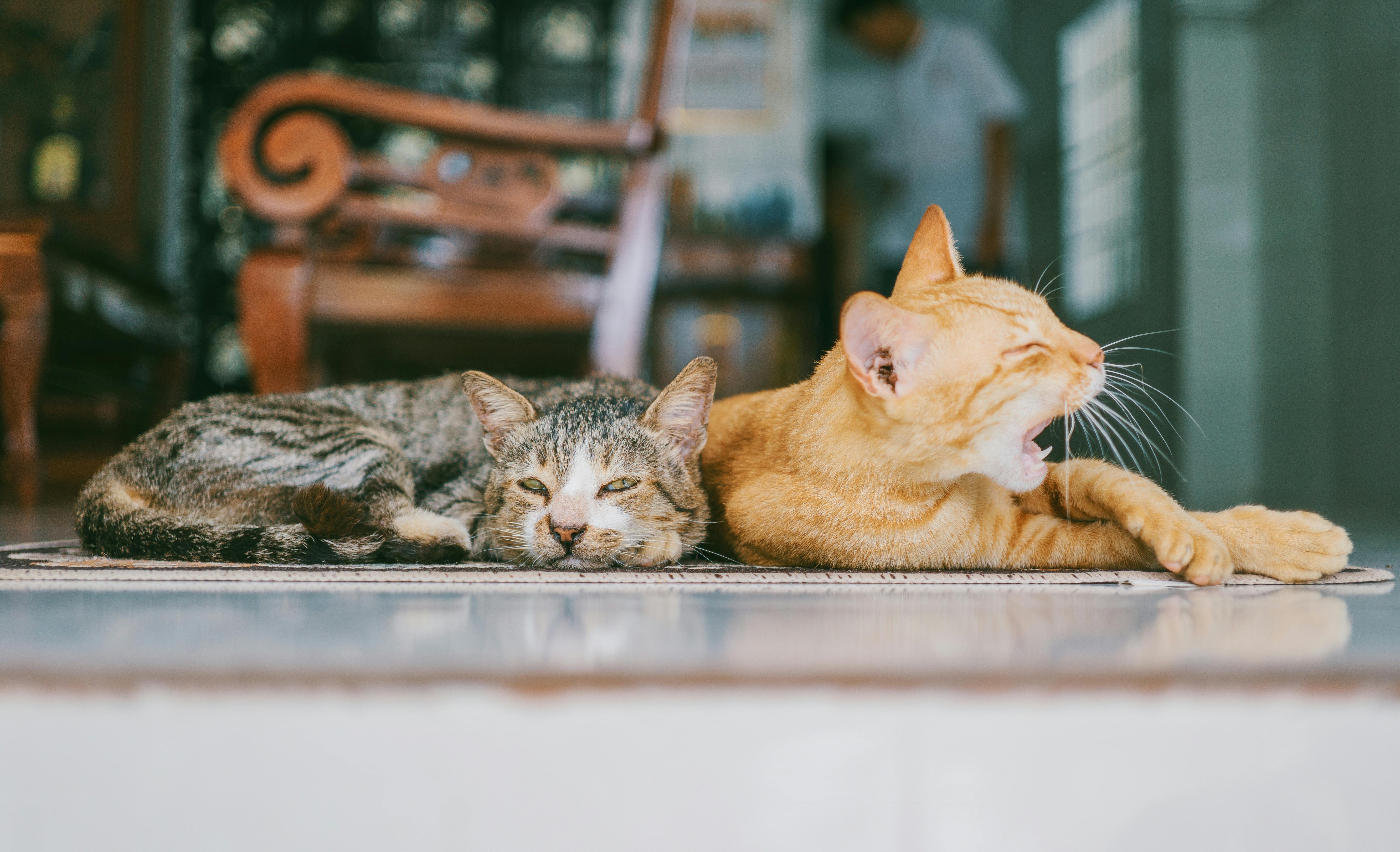 Two sleeping cats